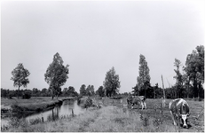 3285 Agrarischlandschap: weiland met koeien langs de Dommel, 1966