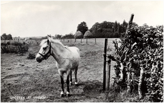 12418 Agrarisch landschap: wei met paard en twee hooimijten, 1960 - 1970