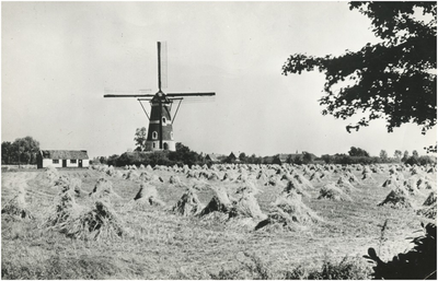 13454 Korenschoven op akkerland naast bergkorenmolen De Roosdonk, 1961