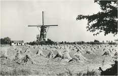 13454 Korenschoven op akkerland naast bergkorenmolen De Roosdonk, 1961