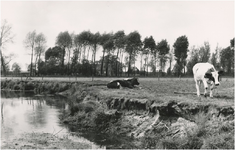 14034 Agrarische omgeving: weiland met twee koeien langs de Dommel, 29-06-1959