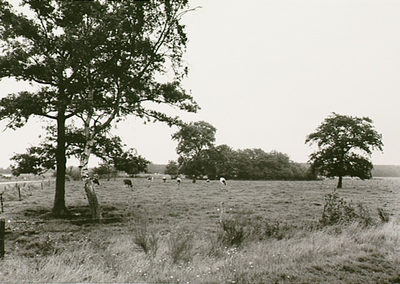 14102 Natuurgebied 't Schut: weide met koeien, 1966 - 1970
