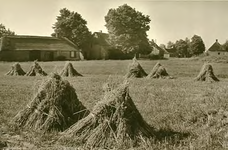 14107 Agrarisch landschap: korenschoven op akkerland, 1950