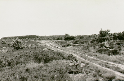 14110 De Neterselse Heide, 18-06-1964