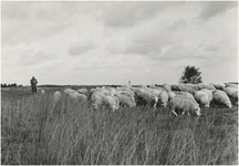 14146 Het hoeden van schapen door de schaapsherder op de Strabrechtse Heide, 11-10-1968