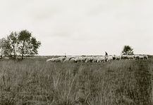 14147 Het hoeden van schapen door de schaapsherder op de Strabrechtse Heide, 11-10-1968