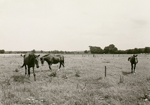 14169 Agrarisch landschap: weide met paarden, 29-07-1970