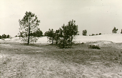 14171 Natuurmonument Stevensbergen: zandverstuiving, 14-06-1963