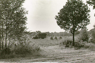 14190 Het binnenhalen van korenschoven die in korenmijten op het veld staan, 26-06-1957