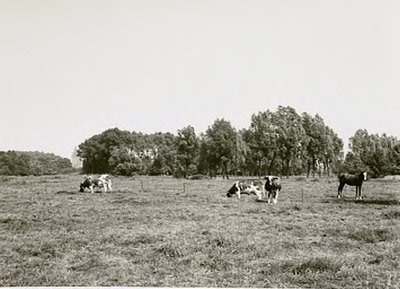 14215 Agrarischlandschap: weiland met koeien in de Dommelvallei, 1965