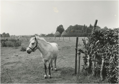 14225 Agrarisch landschap: Paard in een weiland met op de achtergrond twee hooibergen, 1960 - 1970
