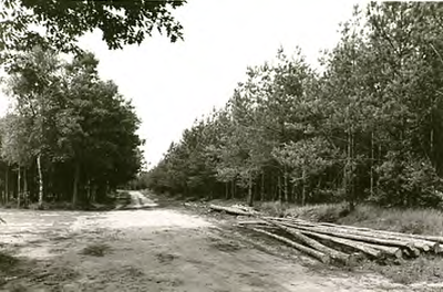 14234 Vennegebied Groot- en Klein Meer: houtkap, 24-06-1964