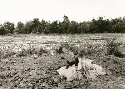 14292 Natuurlandschap de Vlasroot, 24-06-1966