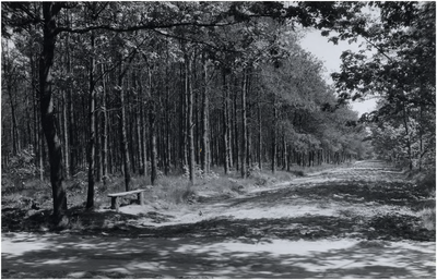 14320 Het Oeienbos: zandweg, 25-06-1962
