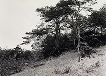 21483 De Oirschotse Heide: zandverstuiving, 27-05-1969 - 27-05-2009