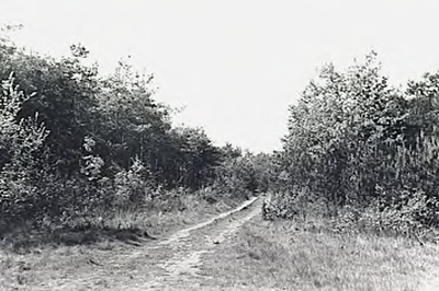 23626 Natuuromgeving: bos met zandweg, 27-05-1964