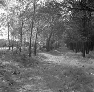 135409 Het Leenderbos: bospad, 15-05-1957