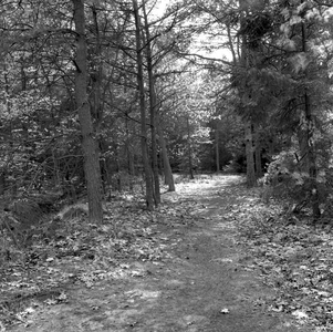 135429 Het Leenderbos, bospad, 15-05-1957