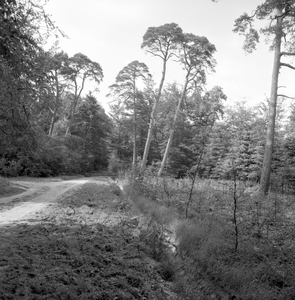 135589 Natuurlandschap: Zandweg, 1965