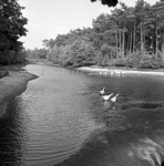 135591 Natuurlandschap: ven met ganzen, 1960 - 1970