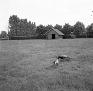 136165 Hertenkamp met op de voorgrond een pauw en haan, 11-07-1968