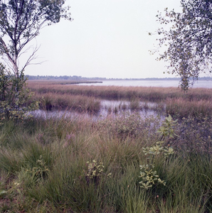 225106 Nationaal park De Grote Peel, 1980 - 1990