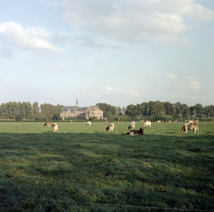 225854 Missieklooster H. Bloed met op de voorgrond koeien in de wei, Kloosterdreef 7, 1980 - 1990