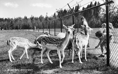 226833 Het voeren van herten in het Slievenpark, 1950 - 1965