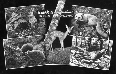 226841 Collage van vijf foto's waarop: 1. Haas; 2. Ree; 3. Vos; 4. Egels; 5. Fazant, 1950 - 1965