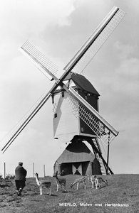 226915 Standerd molen met hertenkamp, Dorpsstraat 147. Op de voorgrond worden de herten gevoerd, 1960 - 1970
