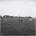227278 Agrarische omgeving: het grazen van koeien in de wei, 29-07-1970