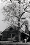 227589 Kapel Onze Lieve Vrouw Lelie onder de Doornen met in bloei staande boom, Binderen, 1955 - 1965