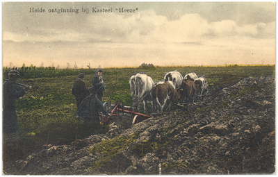 17118 Het ontginnen van de hei, vijf runderen trekken de ploeg, 1890 - 1910