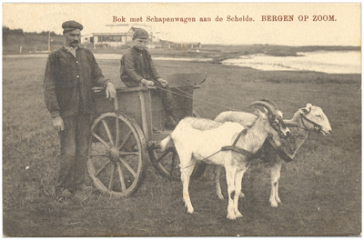 17412 Schapenwagen die door een geit en schaap getrokken wordt. In de kar een jongen en erlangs een man, 1895 - 24-06-0012