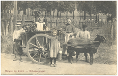 17413 Schapenwagen met ingespannen zwart schaap. Rondom de kar vijf kinderen, 1890 - 12-07-1910
