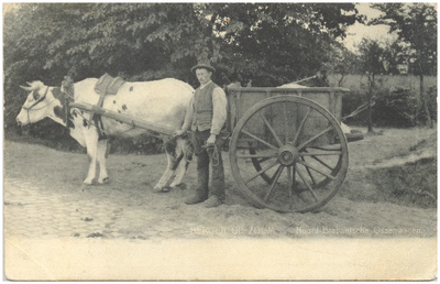 17417 Het vervoeren met de ossenkar, 1900 - 1920