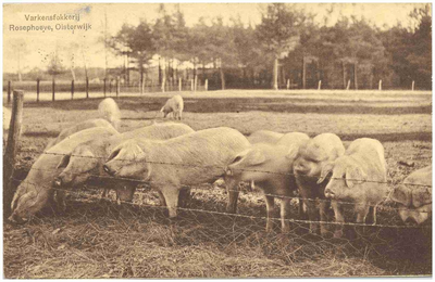 17639 Varkens scharelen in de wei, 1900 - 1918