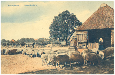 17862 Het hoeden van schapen bij de schaapskooi, 1900 - 1920