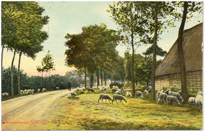 17887 Het hoeden van schapen door de schaapherder, 1900 - 1907