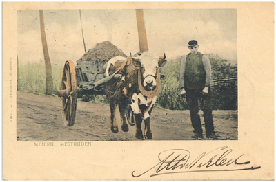 17930 Het uitrijden van de mest met behulp van een ossenkar, 1890 - 1910