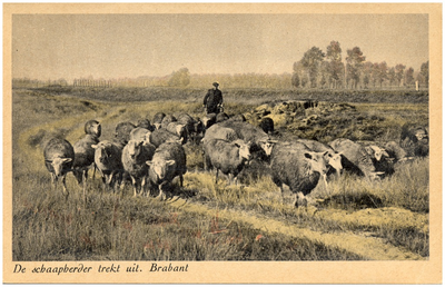17995 Het hoeden van schapen door Jan van Lieshout op het vroegere heidegebied van De Peel , 1930 - 1949
