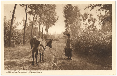 18159 Het weiden van de koe in een natuuromgeving, 1900 - 1920