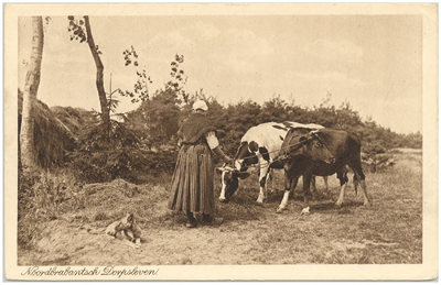18160 Het weiden van koeien in een natuuromgeving, door de boerin in klederdracht, 1910 - 1914