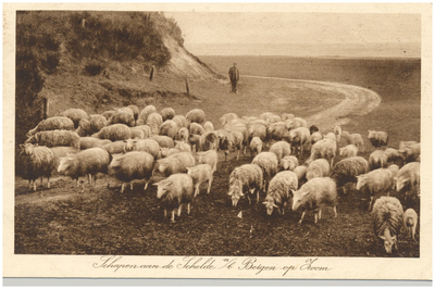 18201 Het hoeden van schapen, z.j.