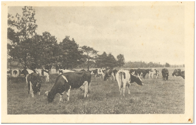 18230 Agrarische omgeving : koeien in de wei, z.j.