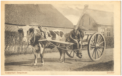 18295 Het uitvaren van mest met de ossenkar, 1900 - 1919
