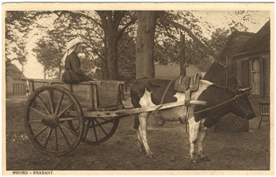 18296 Een ossekar met erop een boerin, op het erf, 1890 - 1910