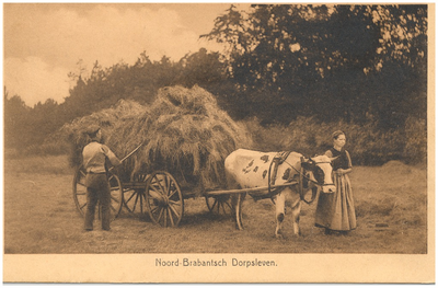 18297 Het laden van het hooi op de ossenkar door de boer. De boerin leidt de os over de akker, 1910 - 1930