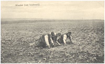 18368 Het wieden van de boekweit door drie boeren op de knieën, 1900 - 1905