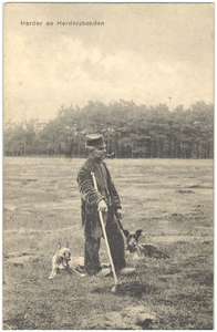 18380 Een herder met twee honden in het veld, z.j.
